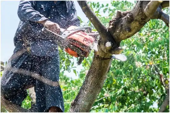 tree services Brazos Country